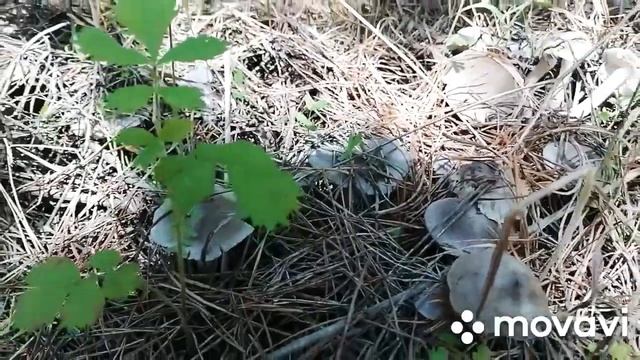 Рядовка землисто-серая (мышата)