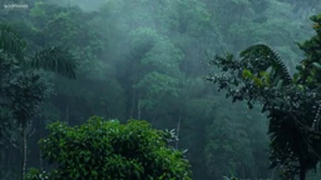 Никаких забот • 10 часов звуков дождя и успокаивающей музыки для сна смотреть онлайн