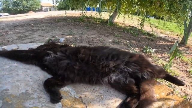 СКОЛОПЕНДРА В ДЕРЕВНЕ ||| часть 5