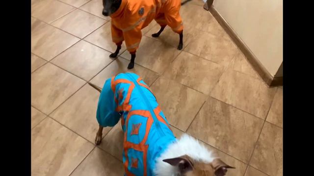 Питомник Левреток. Зимние зарисовки смотреть онлайн