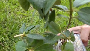 ПОСАДКА РОДОДЕНДРОНОВ ? ПОДГОТОВКА САЖЕНЦЕВ К ПОСАДКЕ