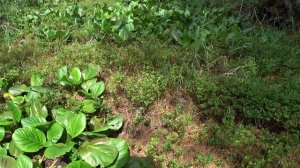 Бадан | отличное средство от поноса, диареи