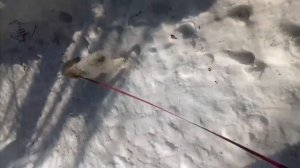моё первое видео.