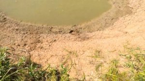 Эксперимент по росту карпа и белого амура в маленьком пруду. Часть 4 Пруд обмелел (26.08.2018)