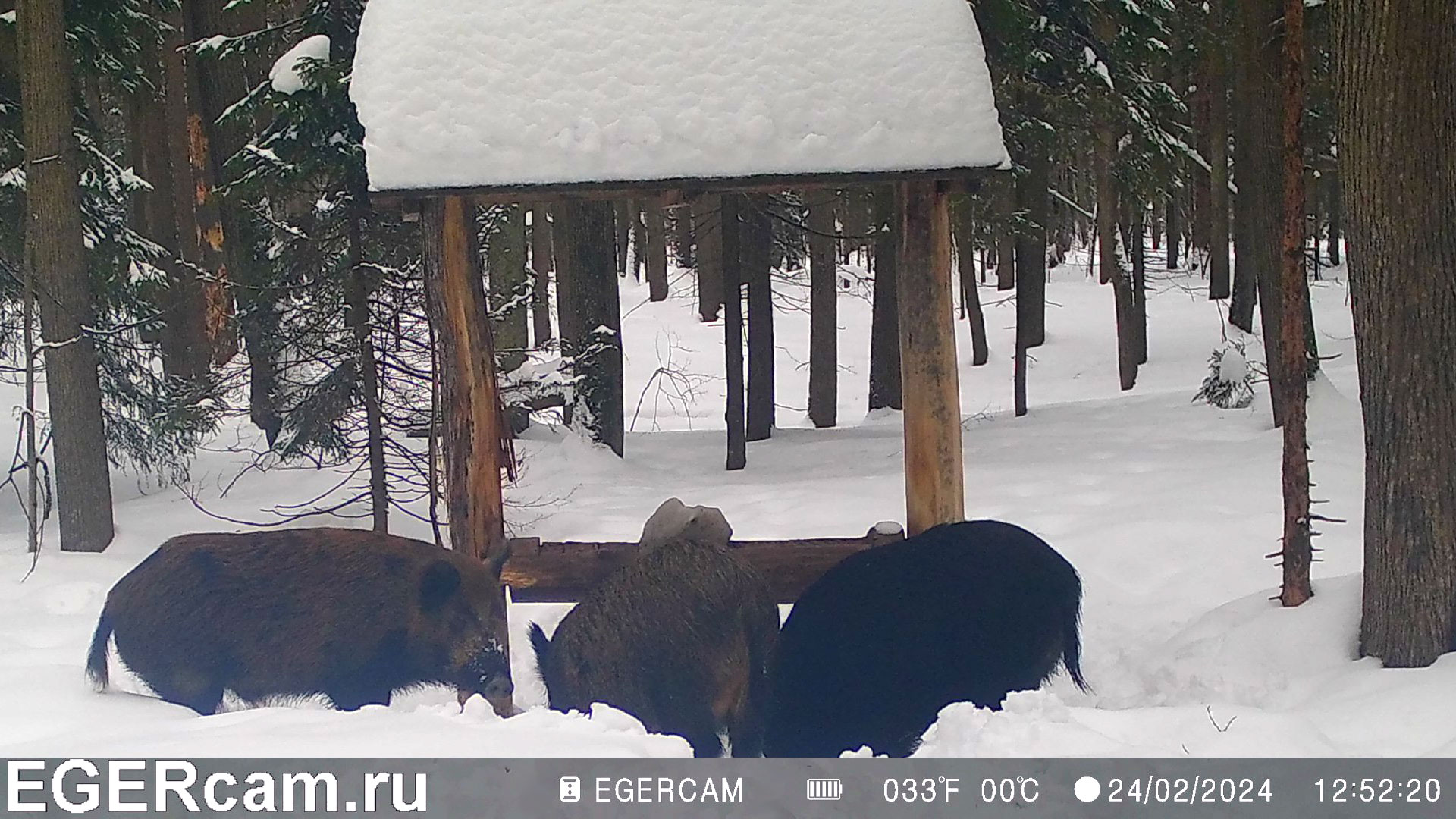 Кабаны. Кто сломал солонец )
Всегда свежие фото и видео с фотоловушек Егерькам.