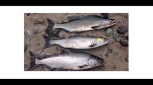 Как выбрать горбушу с икрой. Как отличить самку от самца