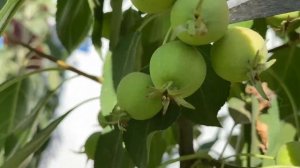 Нормировка яблони плодами. Для чего делается нормировка. Как правильно провести прореживание яблони