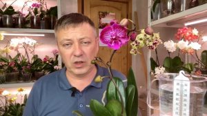 жрут орхидею / ожидаемый форс мажор с орхидеей / внекорневая обработка орхидей от вредителей