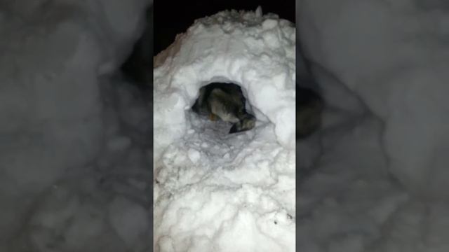 Чехословацкий влчак. п-к Роскошная Удача. г.Екатеринбург смотреть онлайн