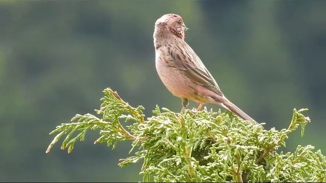 Арчовая чечевица смотреть онлайн