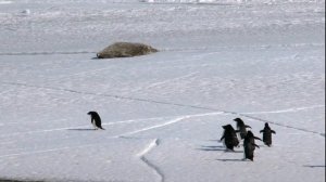 Проблема Антарктиды. Предупреждение миру 2009