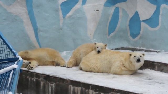 Медвежата Белка и Стрелка ломают лед в бассейне. смотреть онлайн