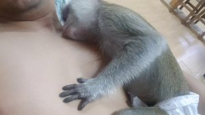 Обезьянка спит в обнимку)