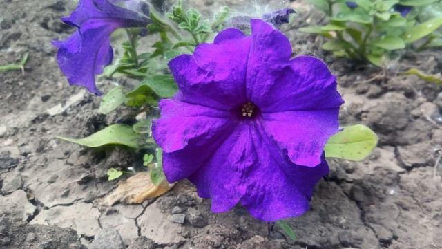 Просто майские цветы крупным планом, природа Горловки #5 смотреть онлайн