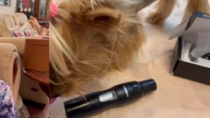 Обзор на электрическую когтеточку Tenberg Stim Pro // Гриндер для животных