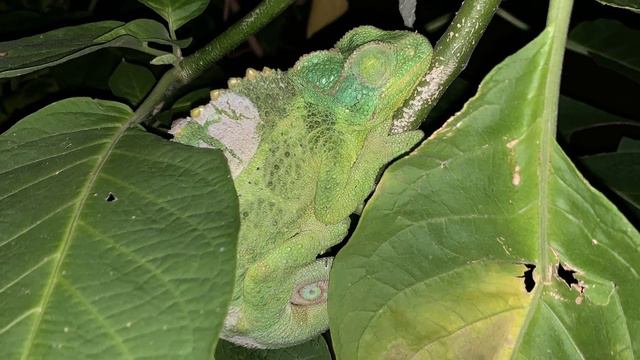 The Chameleon Hour: Reptile Rescues!