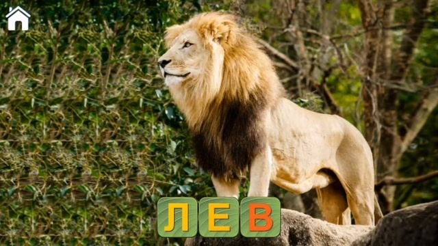 Учим с детьми животных планеты #животные#рыба#птицы#длямаленьких#игры#картинки