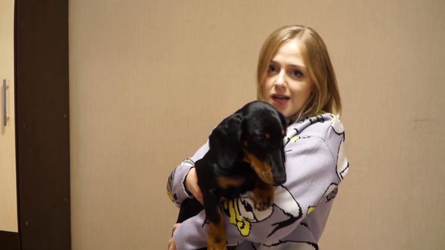 Домашние животные такса и белый кот смотреть онлайн