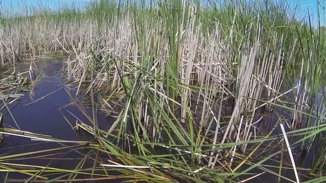 Ловля крупного карася на удочку с боковым кивком на дикой речке смотреть онлайн