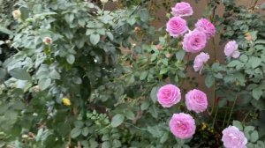 Violet’s Pride Rose Review Tour, the Lavender Rose Beauty, a Weeks’ Rose