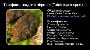 Топ 10 РАЗНОВИДНОСТЕЙ ГРИБОВ ТРЮФЕЛЯ