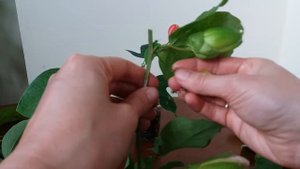 Пассифлора из черенка. Когда зацветет?