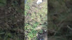 Жесть?утонул в болоте