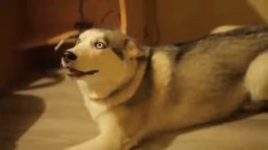 Ругают собаку