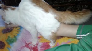 Спаривание кошек