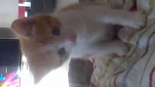 Кот сам снимает себя на камеру.mp4 смотреть онлайн