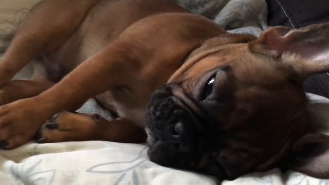 Французик Пумба сладко спит и сопит смотреть онлайн