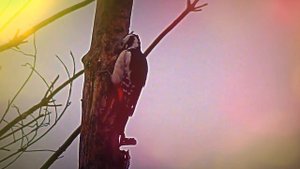 Голоса птиц. Дятел