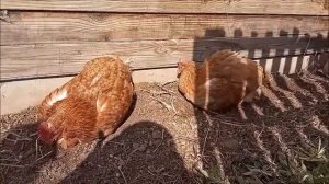 Куры купаются в пыли