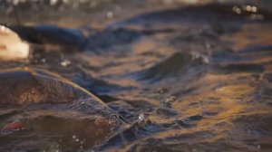 Огромные сомы на охоте!!! Редкие кадры!!!