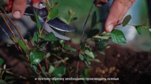 КИЗИЛЬНИК БЛЕСТЯЩИЙ. Все что нужно знать про уход за кизильником