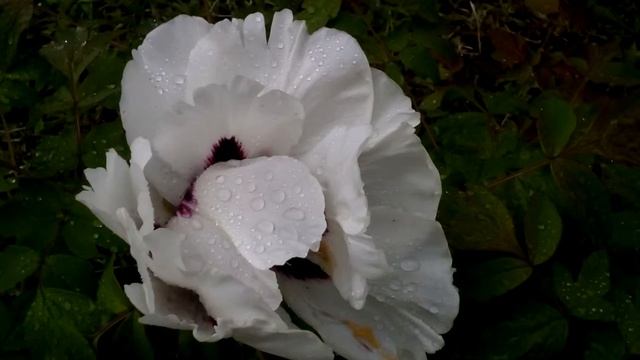 Пион: белые пионы цветут! Peony Flowers