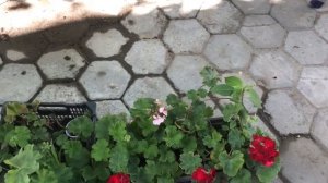 113. Герани и другие комнатные цветы во дворе.