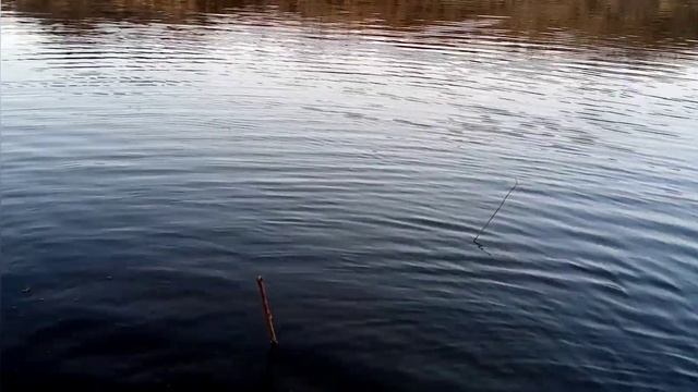 Налим на Чумыше. Закидухи на ночь. Рыбалка Алтайский край. смотреть онлайн