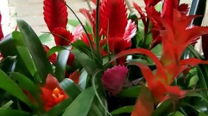 Bromeliads mix