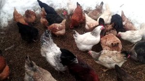 БИЗНЕС НА КУРАХ//КАК ЗАРАБОТАТЬ В ДЕРЕВНЕ?