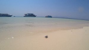 PICKALBATROS PORTOFINO & HAMATA, MARSA ALAM 09/2023
