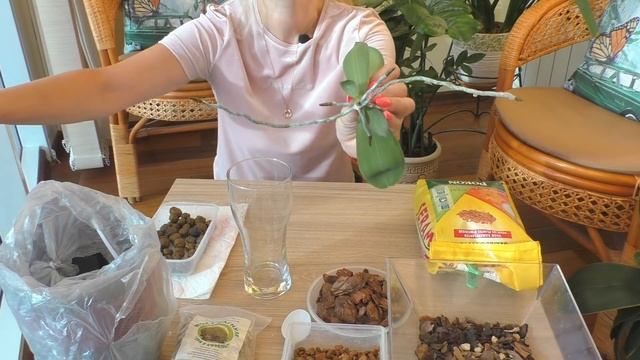 Детки ? на орхидеях: отделяем и делаем посадку! ? смотреть онлайн