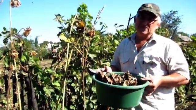 Убираем Подсолнухи вручную смотреть онлайн