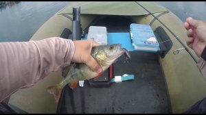 Солянка дед! (сборка #рыбалок)#Новокузнецк