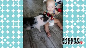 Трогательная дружба с микропигом. Видели видео? Фрагмент выпуска от 27.09.2020