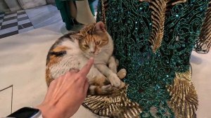 Коты Стамбула, город счастливых кошек. Как им живётся в Турции?