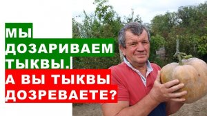 Мы тыквы, чеснок, лук, груши обязательно дозариваем, чтобы они полностью созрели А вы их дозреваете?