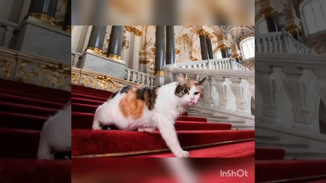 История кошек на Руси