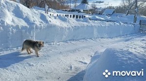 карбюратор К68 на Иж планете 2! небольшой продубас