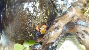 Мой краб красный дьявол (Geosesarma sp.) под водопадом